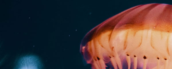 blog-lake-700x240